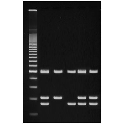 Identification of Genetically Modified Foods Using PCR