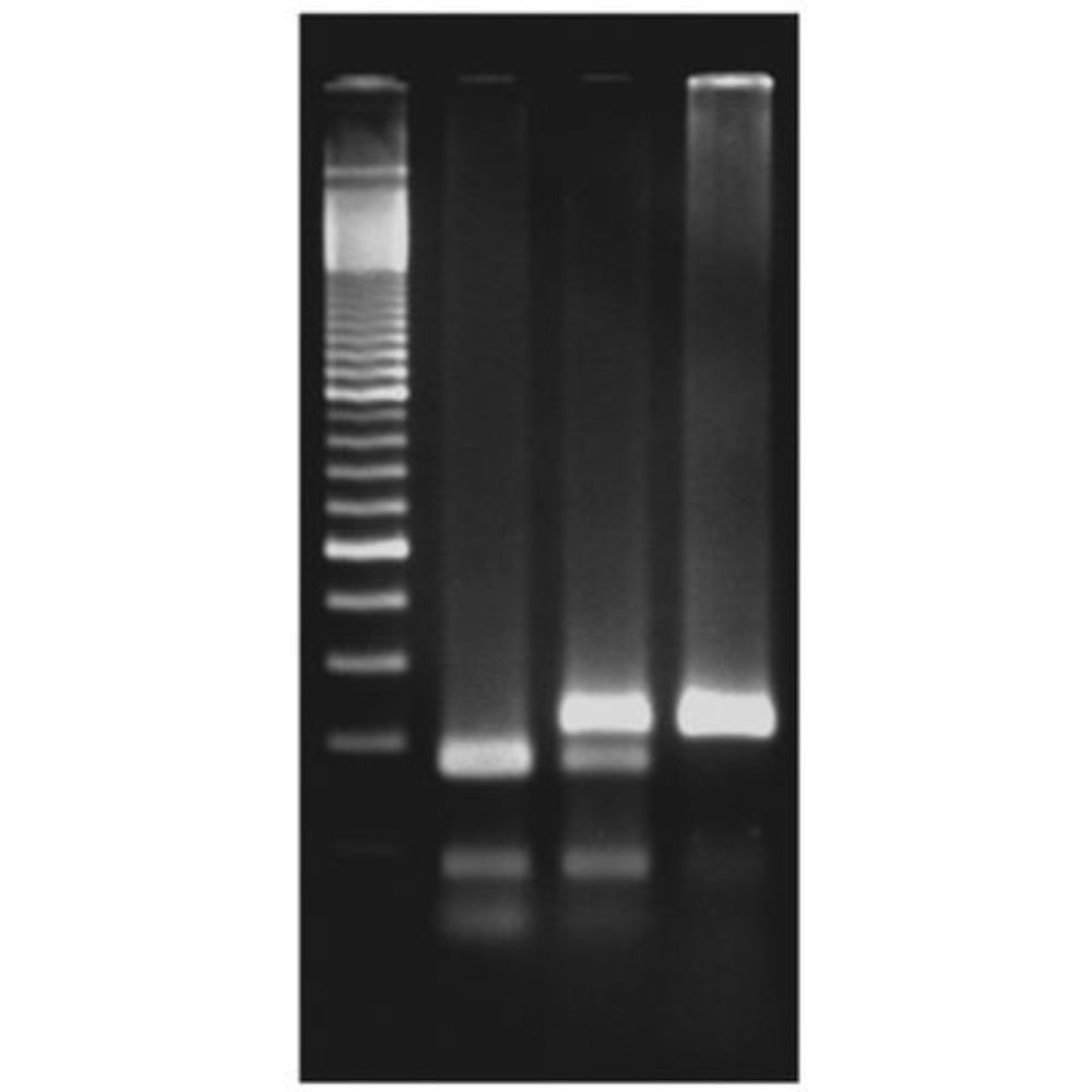 Exploring the Genetics of Taste: SNP Analysis of the PTC Gene Using PCR