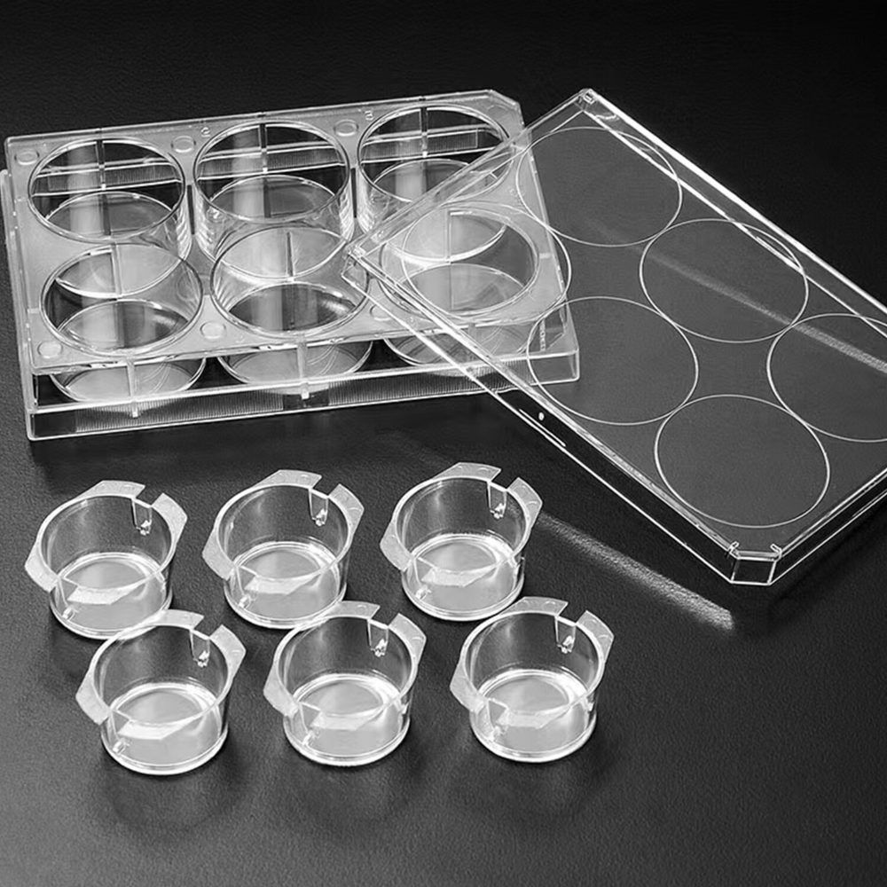 6 Cell Culture Inserts+ 6 Well Plate