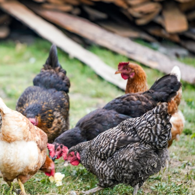 Animal Health