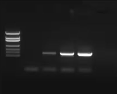 PCR Amplification of DNA
