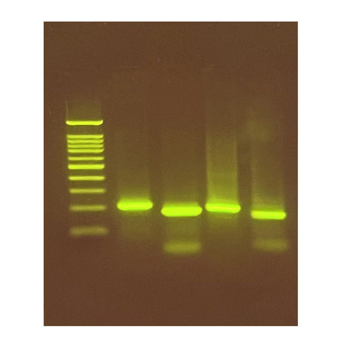 Exploring the Genetics of Taste: SNP Analysis of the PTC Gene Using PCR