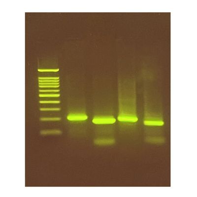 Exploring the Genetics of Taste: SNP Analysis of the PTC Gene Using PCR