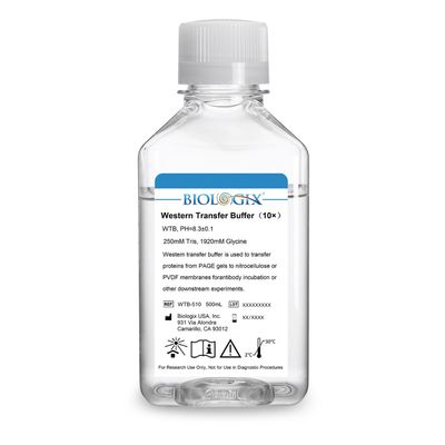 Biologix® Western Transfer Buffer (10×), PH8.3, 500mL/ Bottle