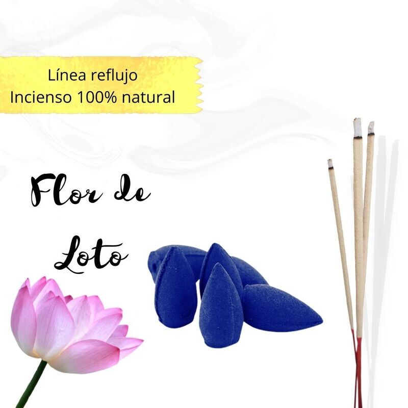 Conos de reflujo Naturales - Flor de Loto