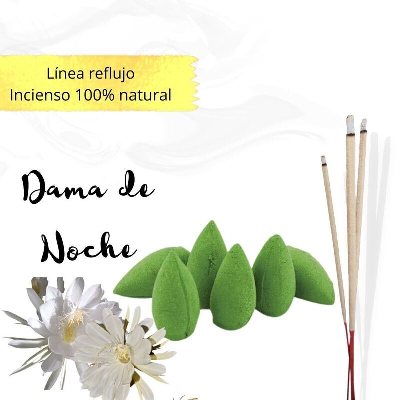 Conos de reflujo Naturales - Dama de Noche