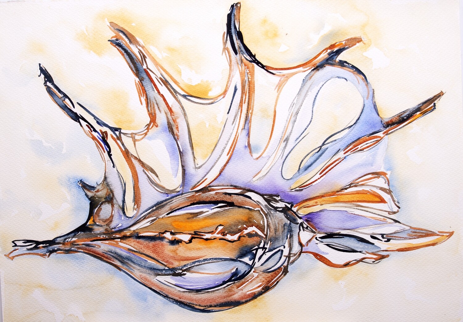 Spider Shell - Digital Image