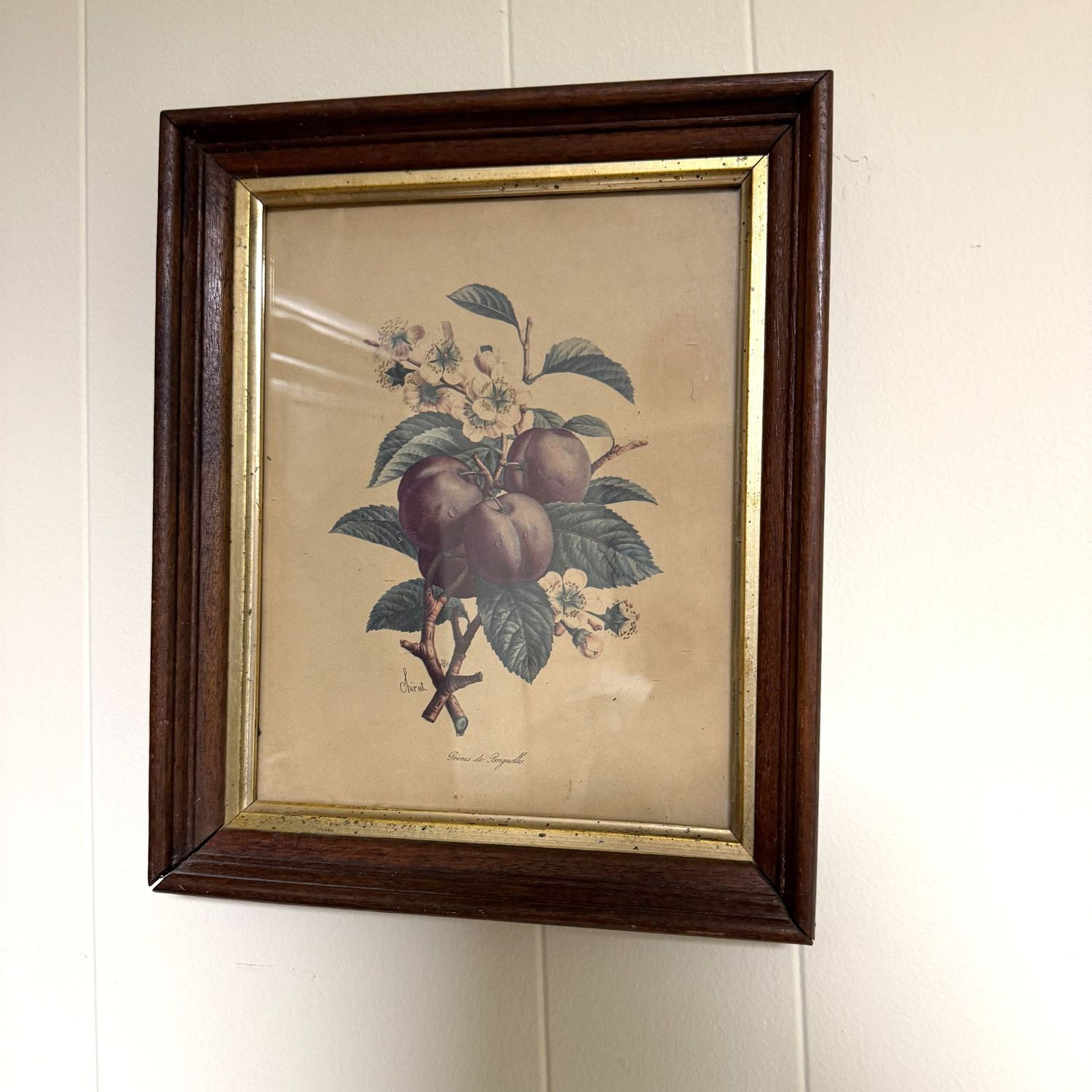 Plum/prune print by Chirat, 12" x 10"