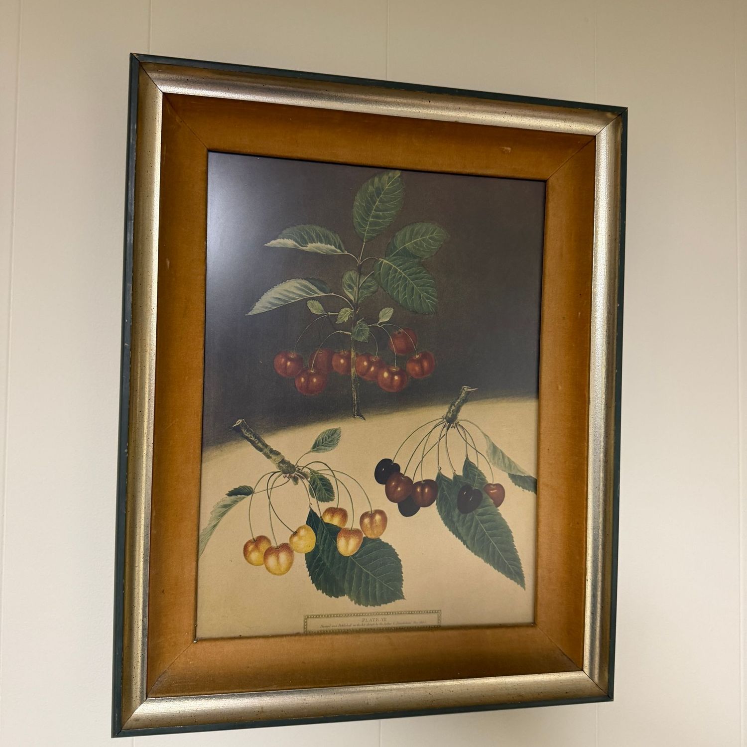 Vintage fruit print, Brookshaw, in a wood frame, felt matting, 20" x 16"