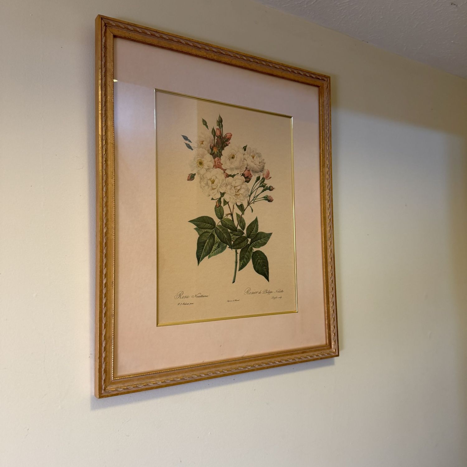 Large print Rosa Noisettiana, pink and white, with a gold frame, 24 Large print Rosa Noisettiana, pink and white, with a gold frame, 24" x 20"
