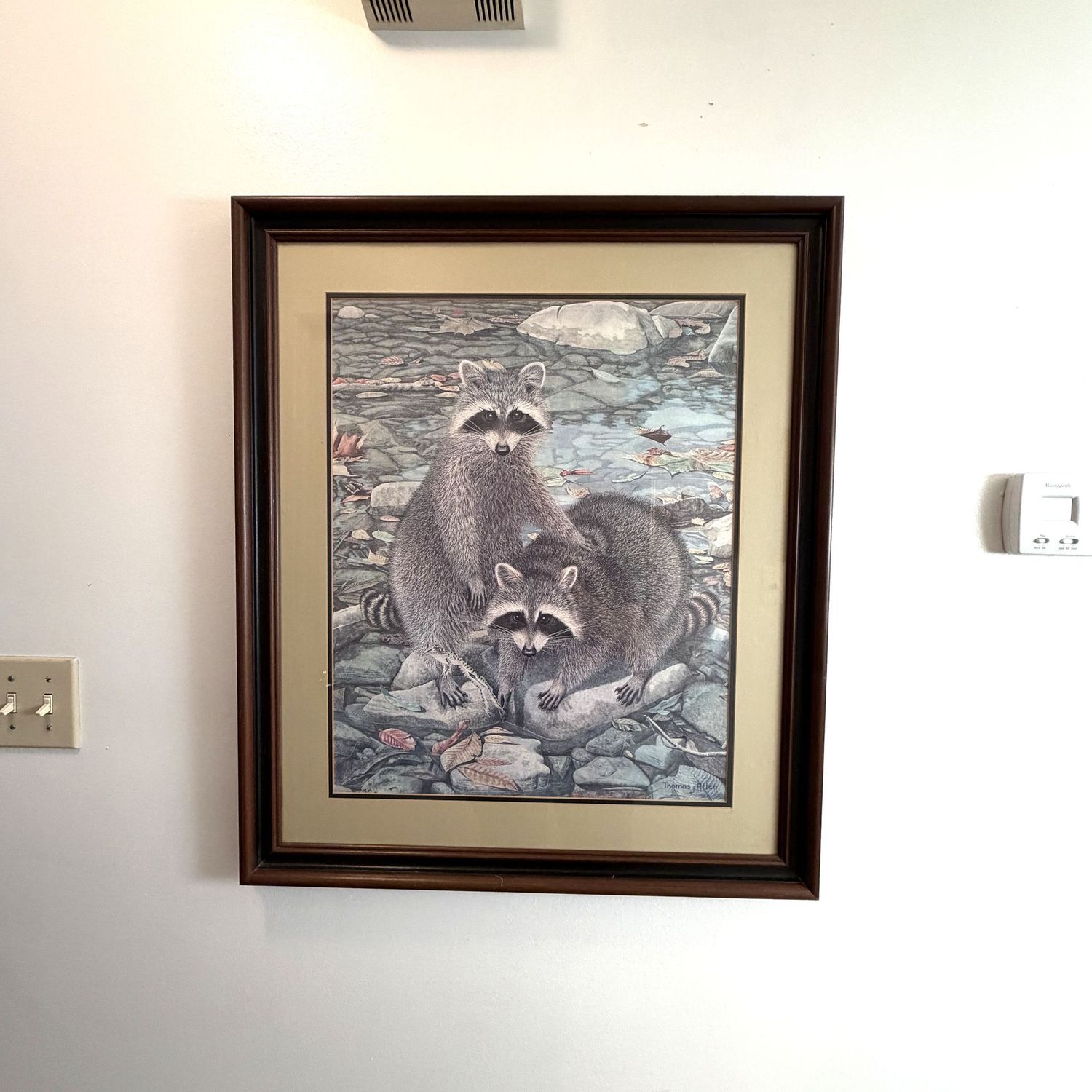 Large Thomas Allen raccoon print, signed, 32 Large Thomas Allen raccoon print, signed, 32" x 27"