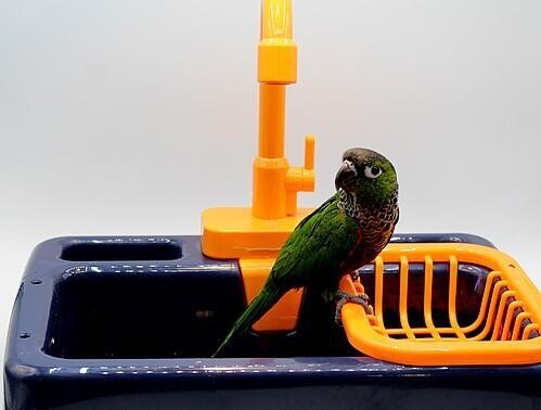 Baignoire pour Oiseaux