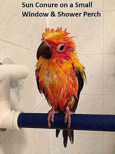 Petit Perchoir Deluxe Fenetre/Douche