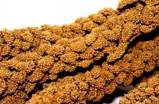 Millet en Grappes Jaune 6 unités