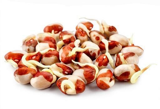 Graines de germination de haricots adzuki 500g