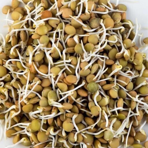 Graines de germination Lentilles Brunes 500g