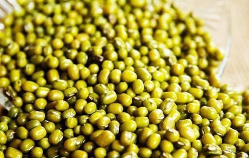 Graines de germination de haricots mungo 500g