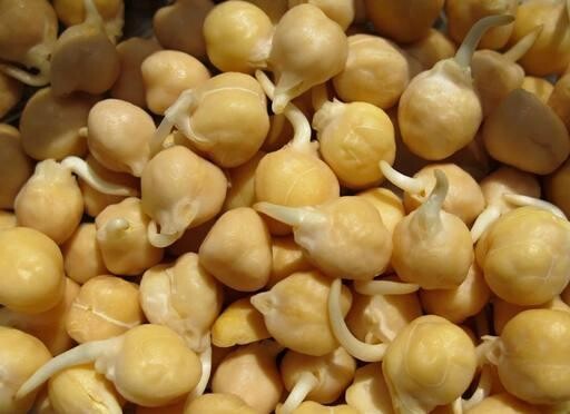 Graines de germination pois chiches 500g