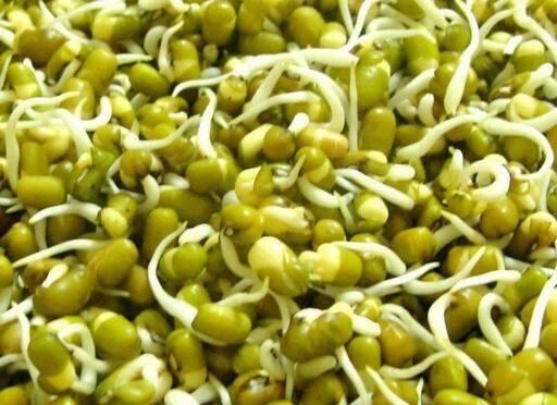 Graines de germination de haricots mungo 500g