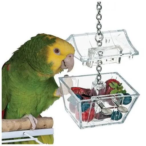 Parrot&#39;s Treasure 4&#39;&#39;x6&#39;&#39;