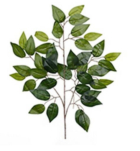 Plante 20499