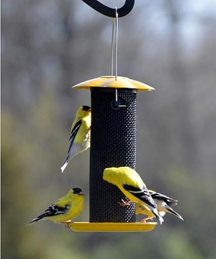 Mangeoire a Chardon diam 2,5&#39;&#39;x8&#39;&#39;H