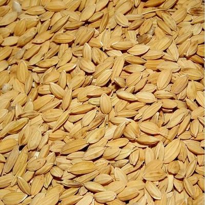 Birds go Wild Riz Paddy (paddy rice) 1KG