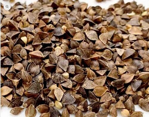 Birds go Wild Graines de Sarrazin 1kg