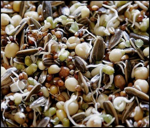 Easy Sprout Germination pour Oiseaux d'agrément 1kg