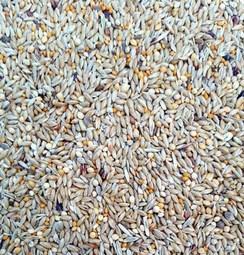 Pinson Australien Econo 18kg