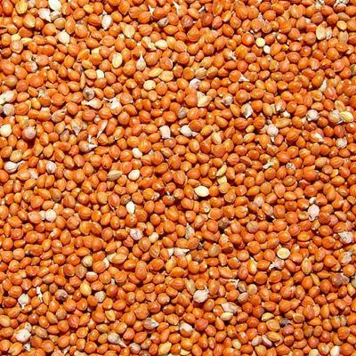 Bird's go Wild Millet rouge 1kg