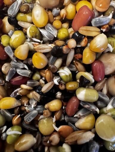 Easy Sprout Melange germination pour Perroquet 1kg