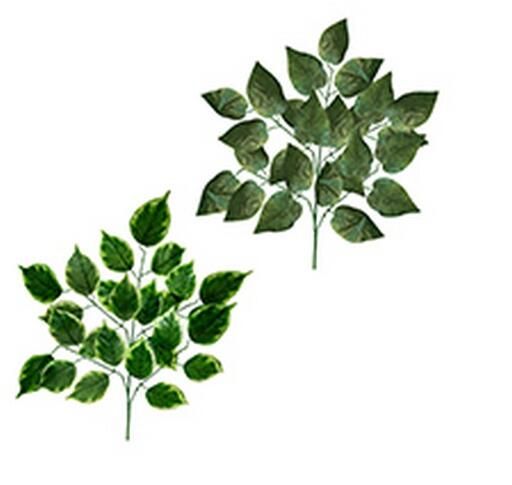 Grande Branche De Feuilles