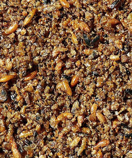 VL - ORLUX PÂTÉE INSECTIVORE 800g