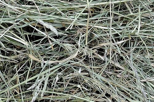 Matériel pour nid, Herbe Séché, Large