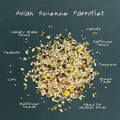 Volkmans Avian Science Parrotlet (4LB)