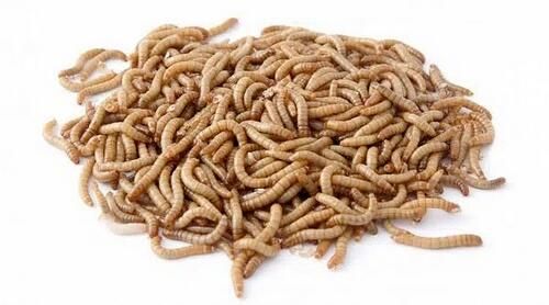 Bird's go Wild Insectes Sechés 150g
