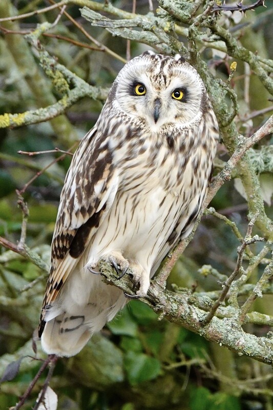 Short Eared Owl prices from