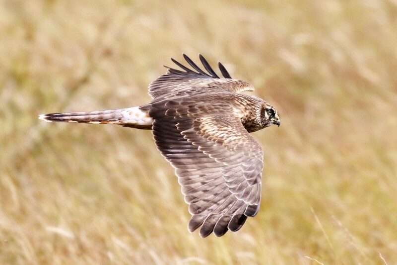 Female Hen Harrier
prices from