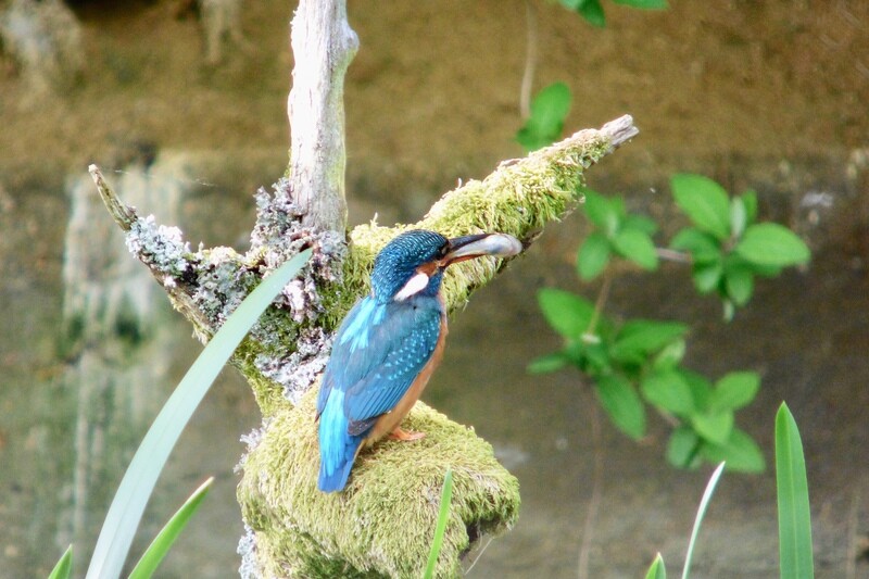 Kingfisher prices from