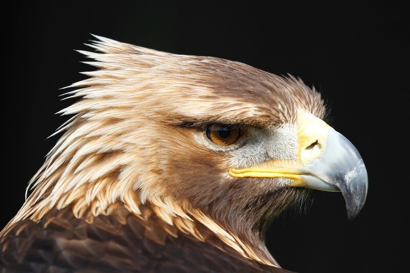 Golden Eagle prices from