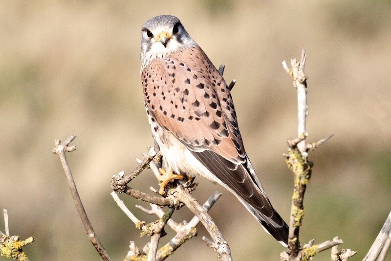 Kestrel prices from