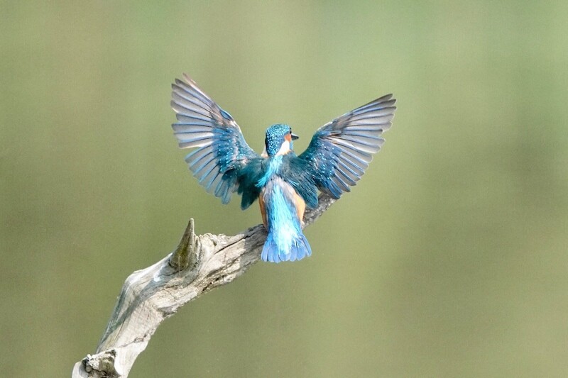 Kingfisher prices from