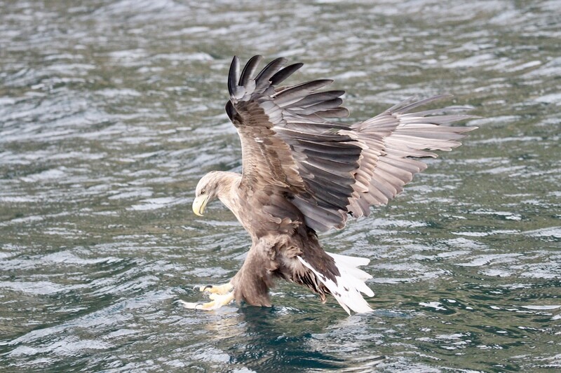 White Tailed Sea Eagle prices from