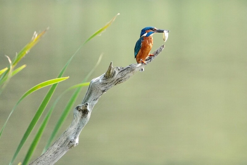 Kingfisher with fish
