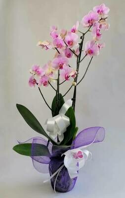Orquídea Supreme