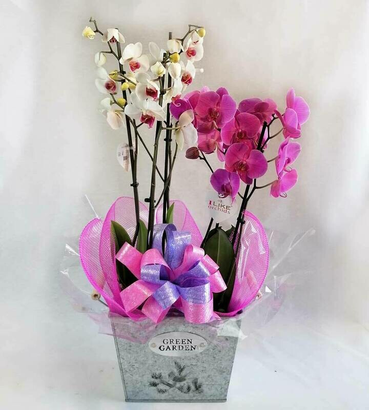 Orquídea delirium