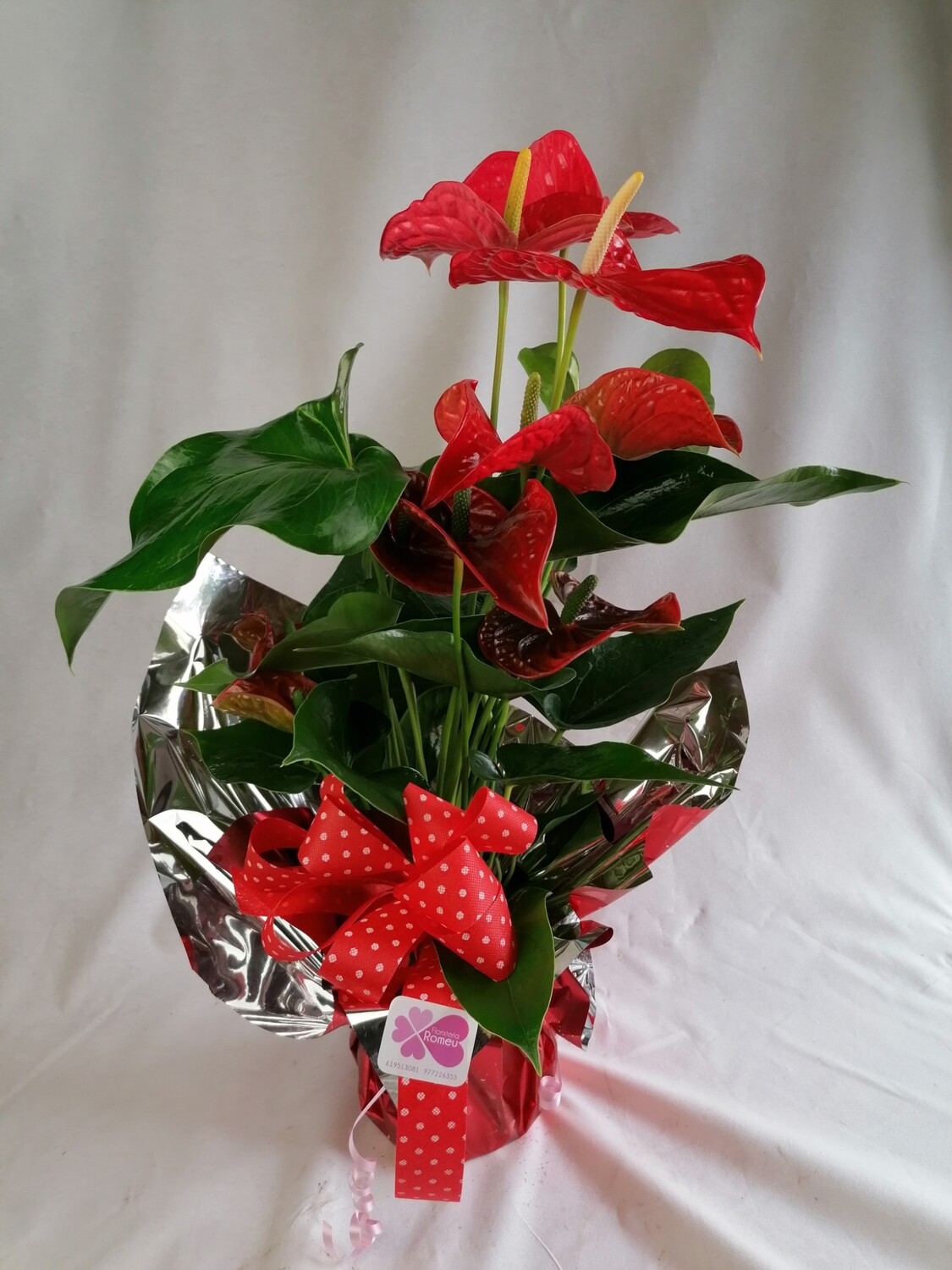 Anthurium superior