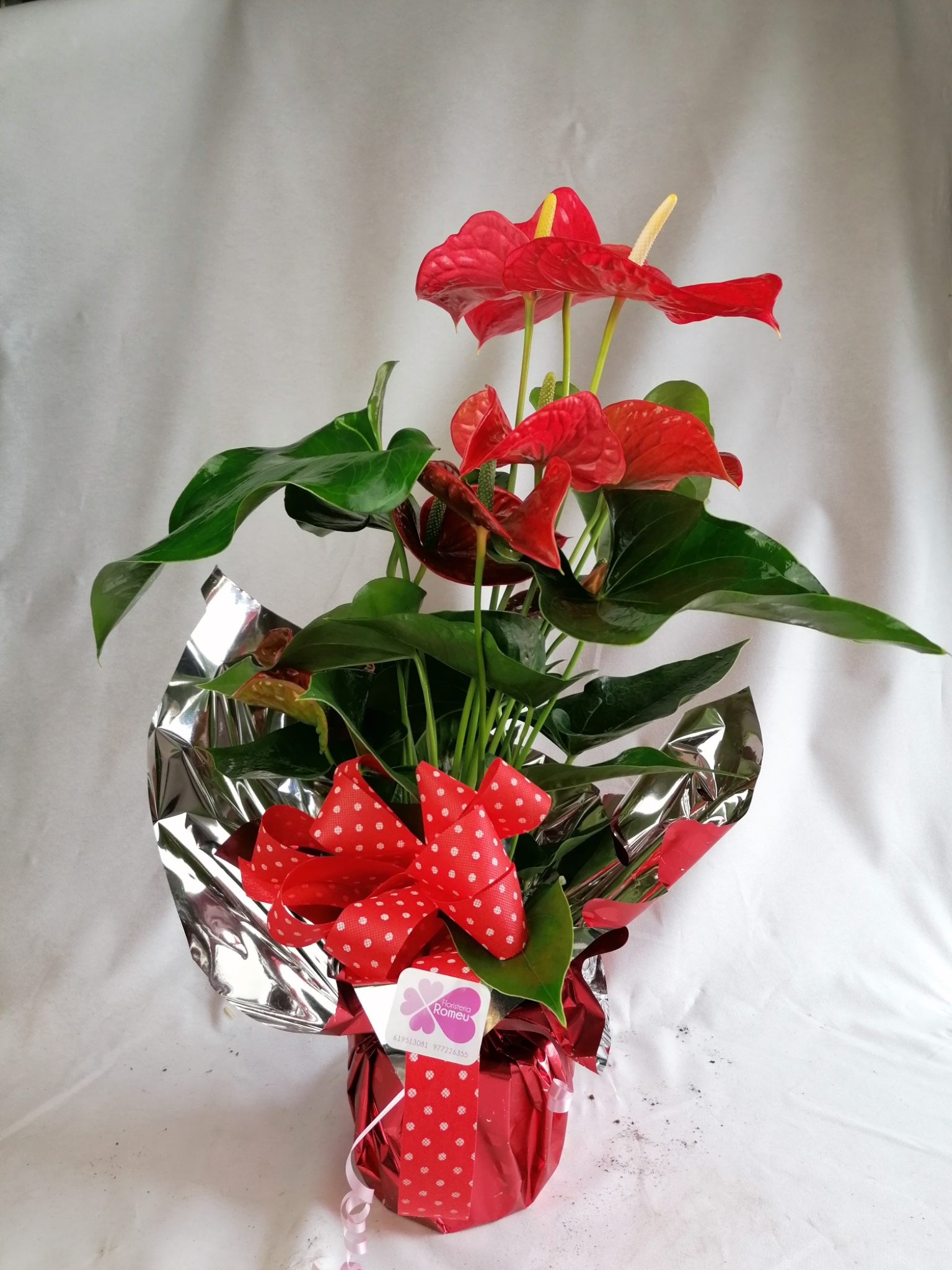 Anthurium superior
