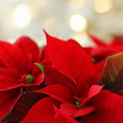 Navidad